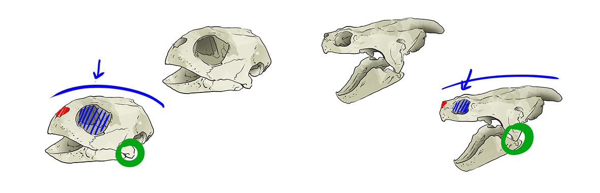 dessiner le crâne de la tortue
