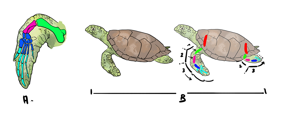 dessiner les nageoires d’une tortue marine