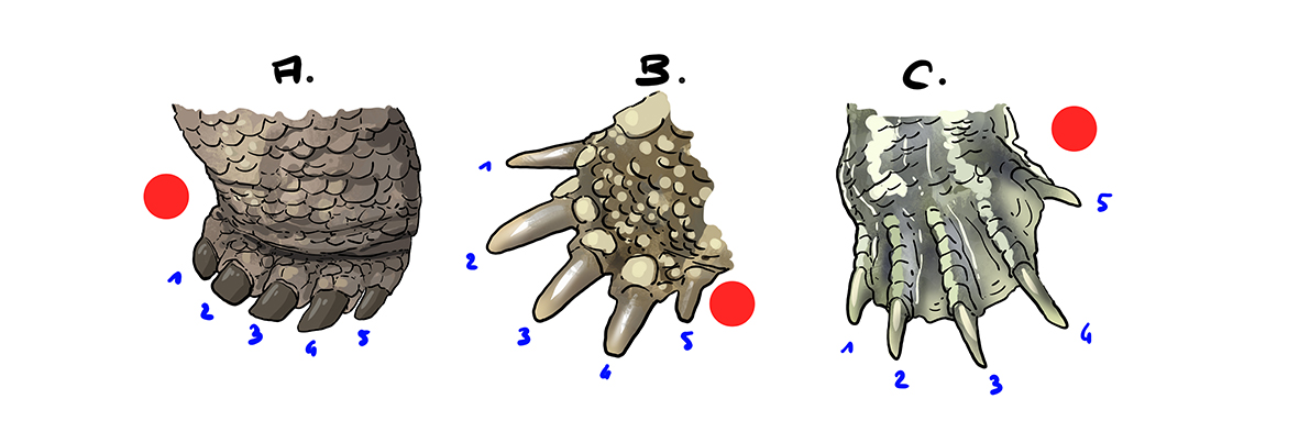 dessiner les pattes d’une tortue terrestre