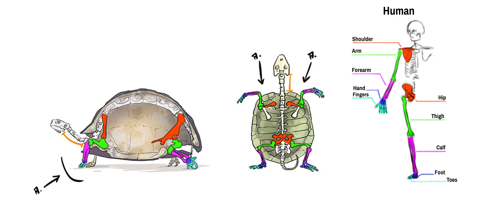 Comparative diagram of the differences between the human skeleton and the skeleton of a turtle for drawing purposes