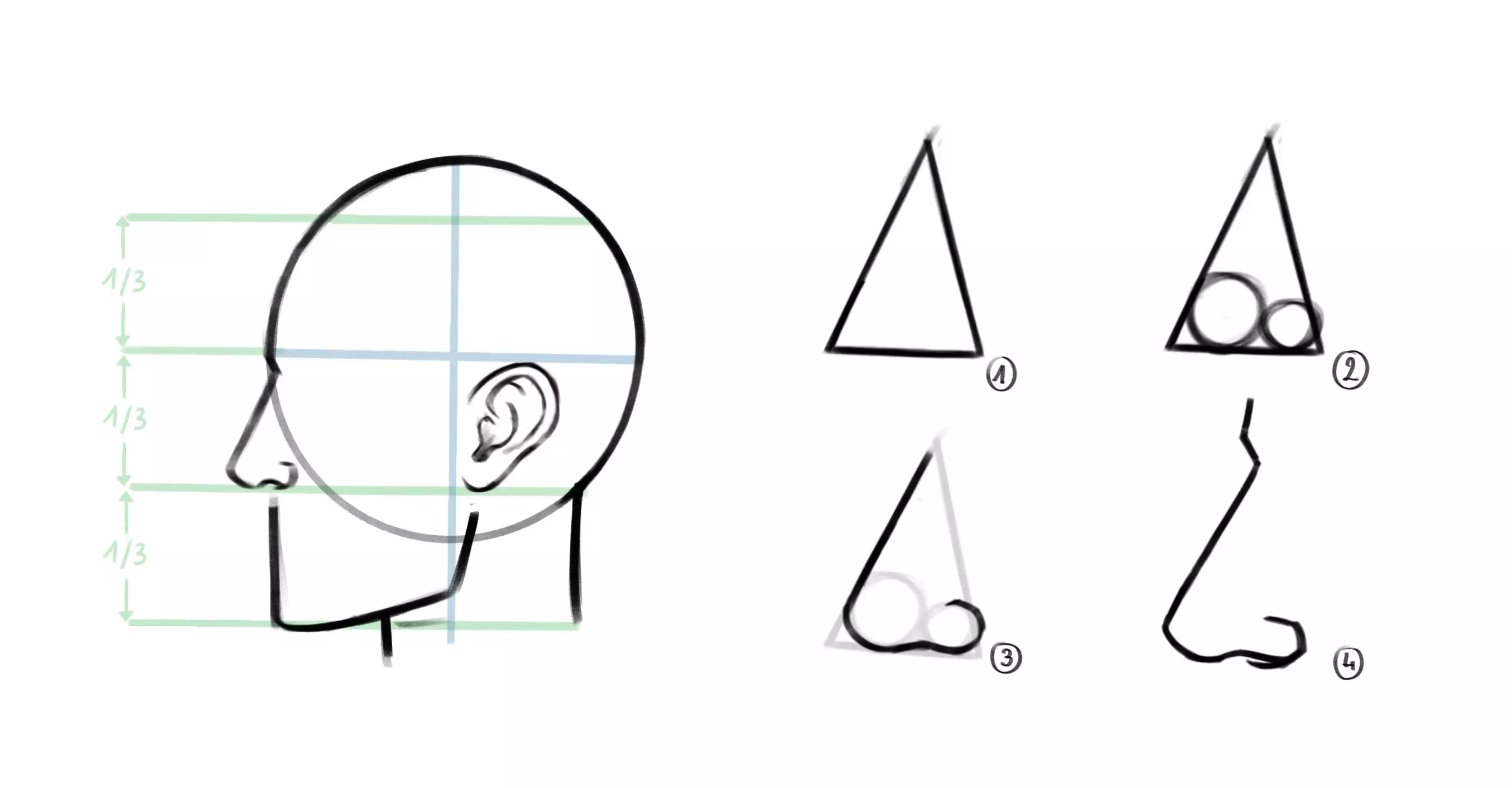 dessin du nez d’un visage de profil