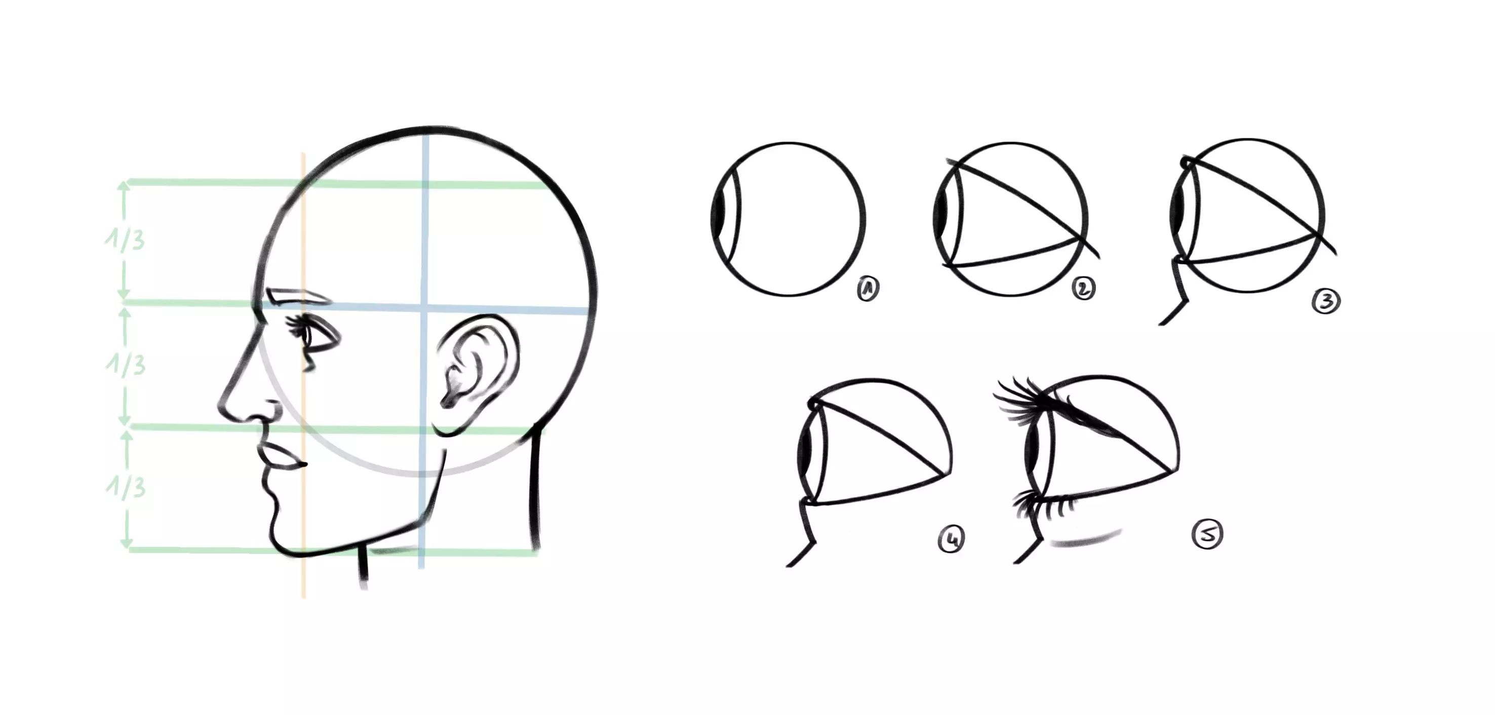 dessin de l’oeil d’un visage de profil