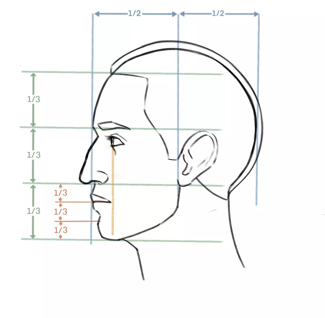 dessin des proportions d’un visage