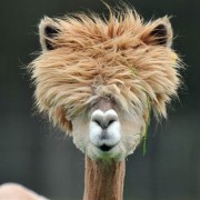 Image Profile Houston