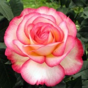 Image Profile Carla Pain 