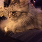 Image Profile joyeuxfox 